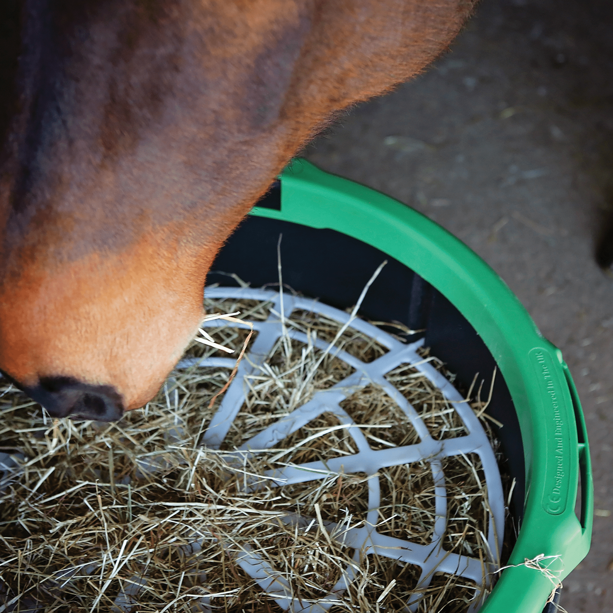 The Forager Regulator