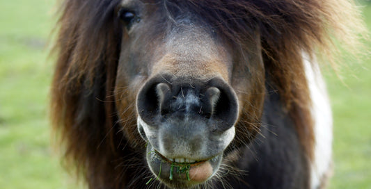 Hangry Horses and Picky Ponies: Top Tips for assessing, maximising and satisfying appetite