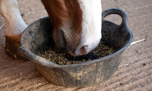 Feeding Forage and Avoiding Colic