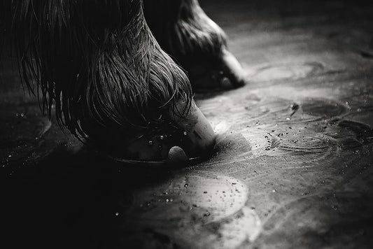 The Best Kept Secret for Helping Horses with Arthritis