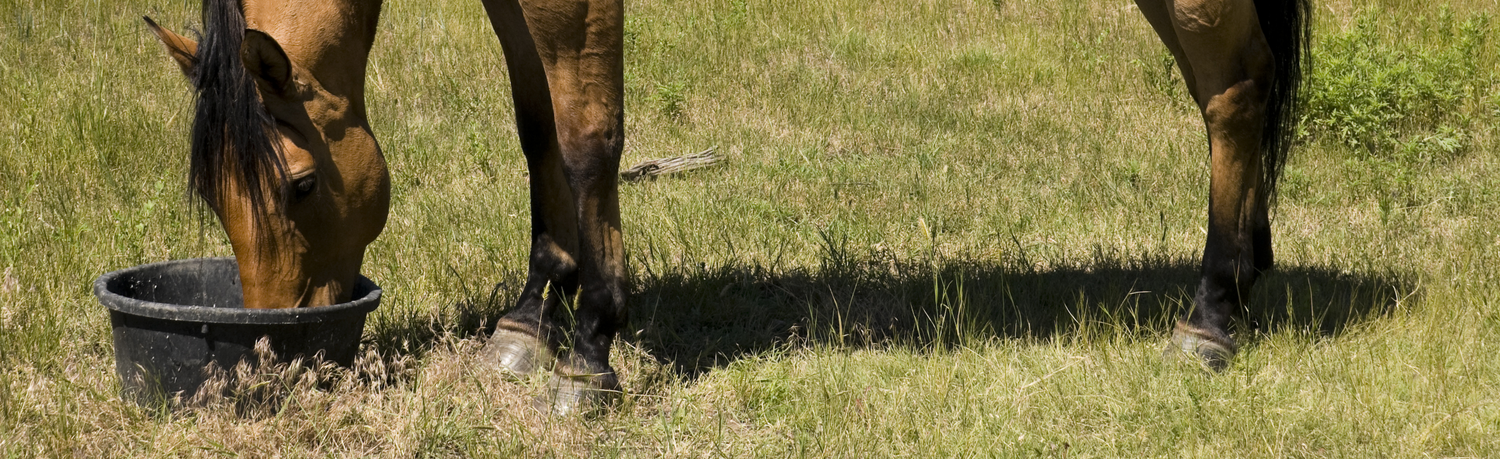 Ulcers in horses