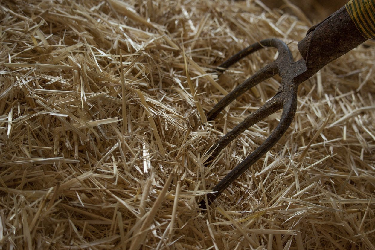 The Ammonia smell in the stable: Is it a health threat? Or an innocent, if unpleasant, part of life with horses?