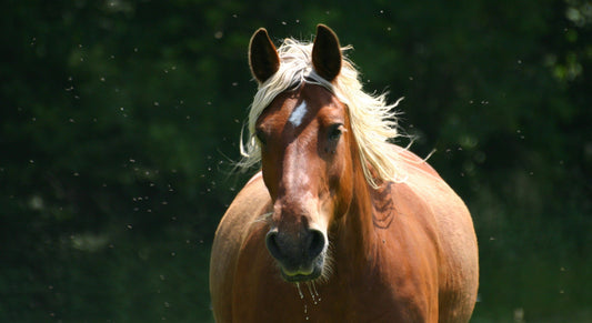 What to feed an overweight horse