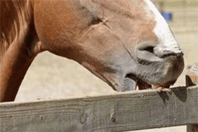 Stereotypical behaviour: causes, prevention and management
