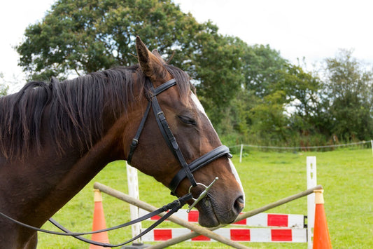 Understanding and Recognising Fatigue in Horses