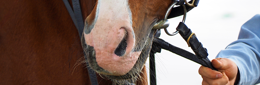 My horse has a snotty nose, what does this mean?