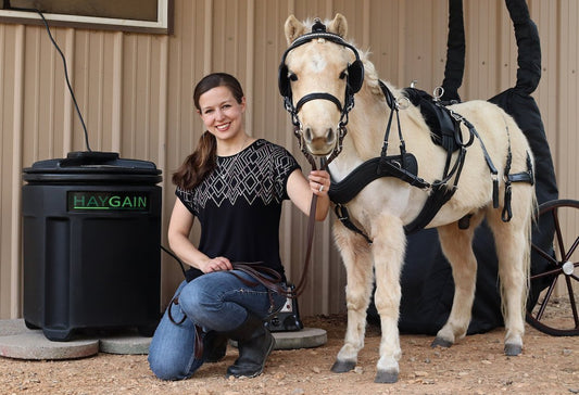 "Just Dust" Was Worse Than That in Hay for Four Miniature Horses