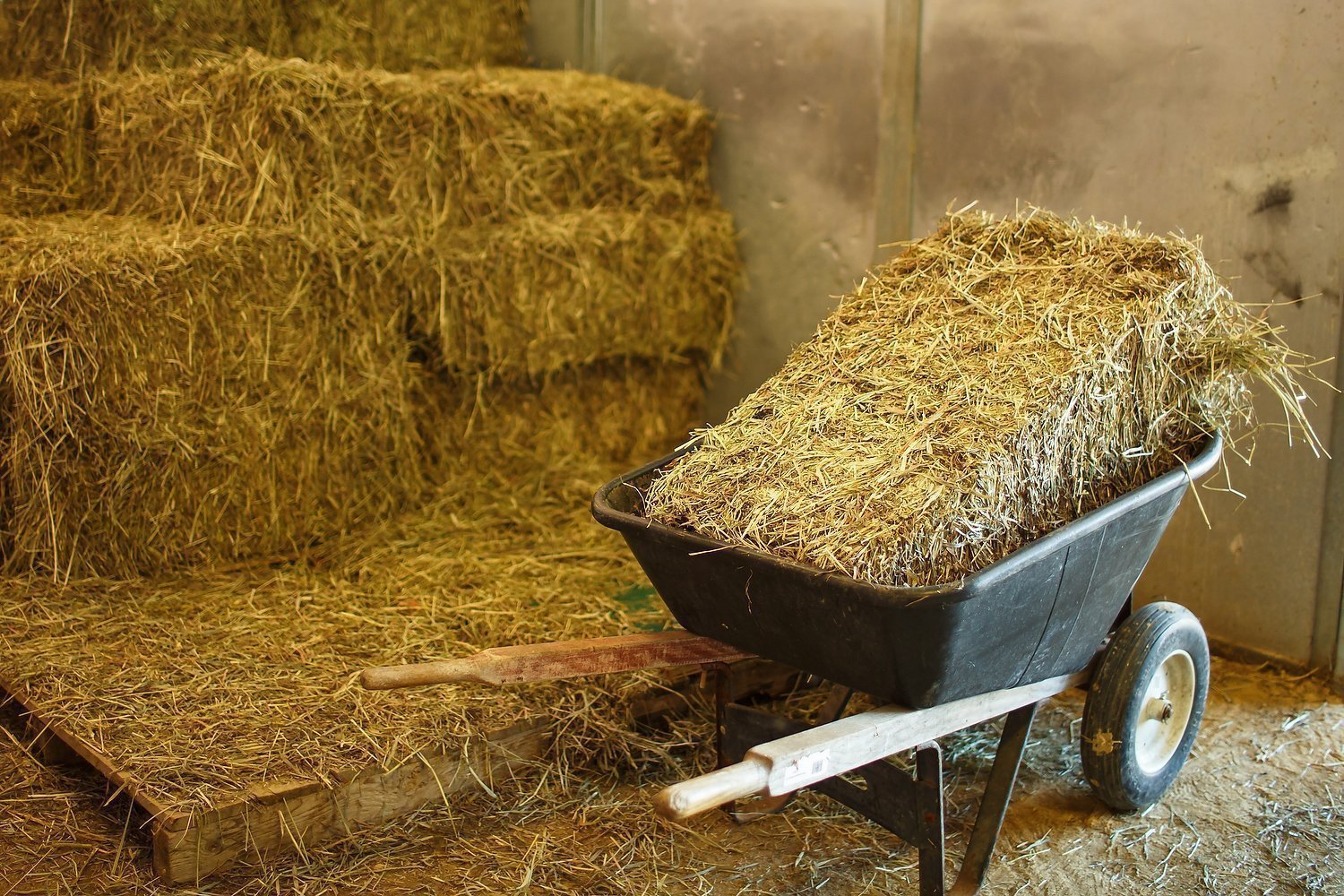 An in Depth Look at Forage