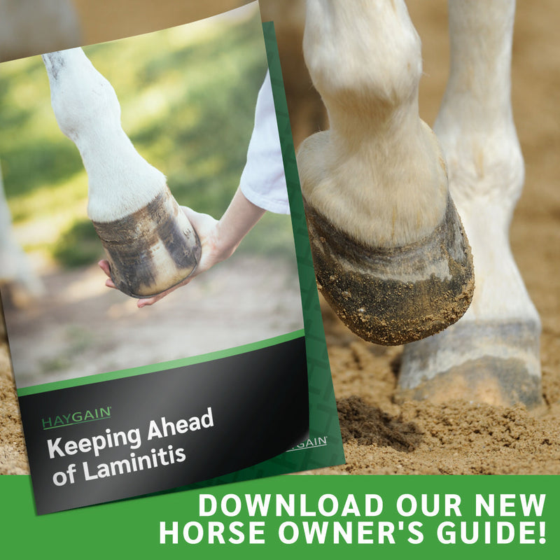 Horse Owner's Guide: Laminitis Part 1