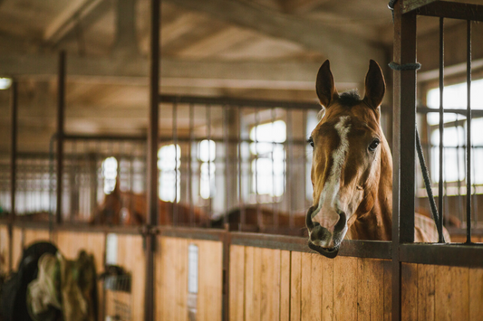 Barn Upgrades for Horse Health - Air, air. My kingdom for fresh air!