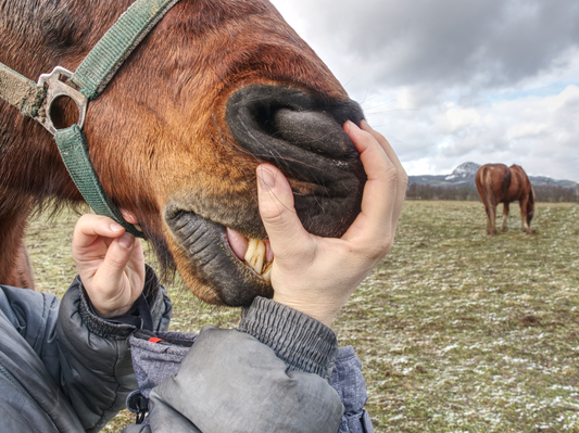 Know Your Horse’s Norms - How to Take, Measure and Track Key Vital Signs