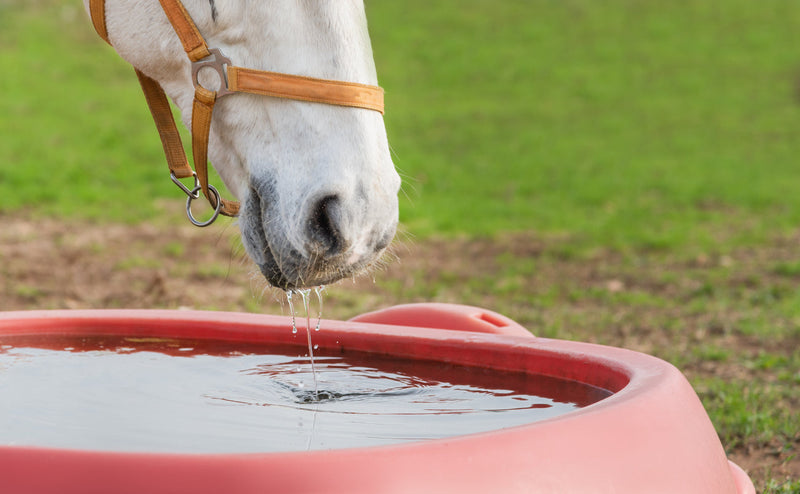 Hydration In Horses