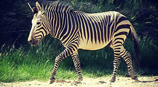 HAYGAIN helps Kaliv the zebra, suffering from COPD