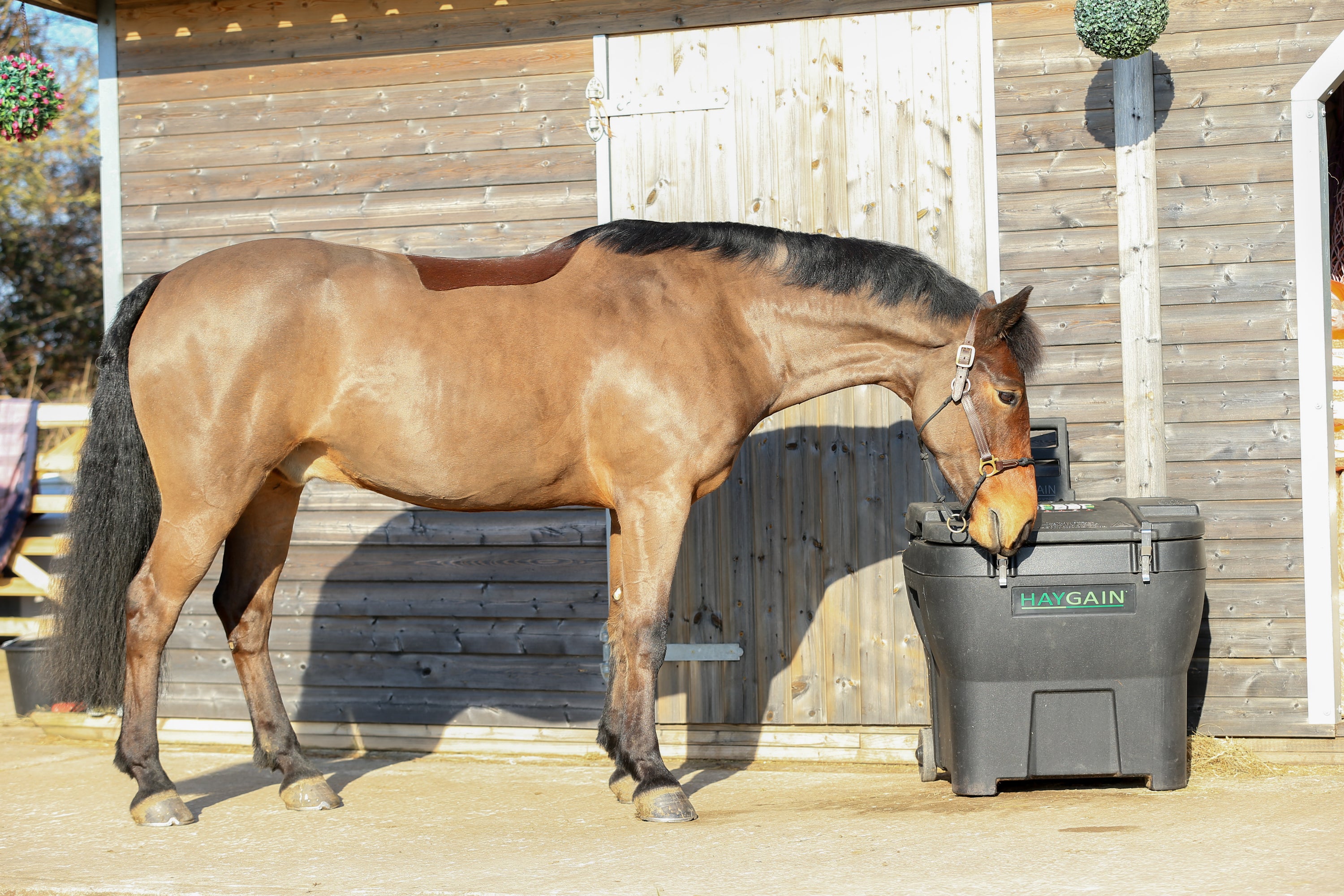 Forage Forward: Why Haygain Crops Up in Equine Nutrition Discussions