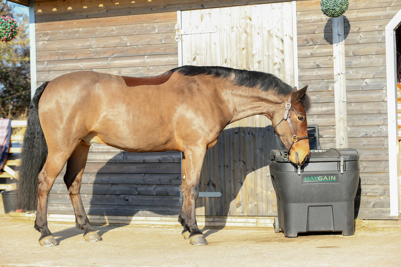 Forage Forward: Why Haygain Crops Up in Equine Nutrition Discussions