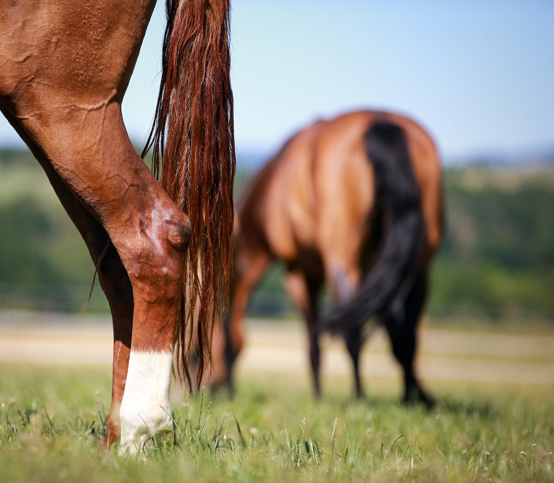 It’s Official - Sugar is the enemy for you and your horse!