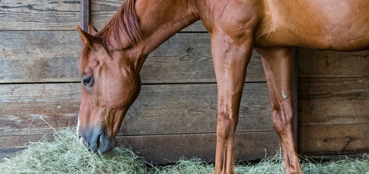 Mitigating Respiratory Risks for Our Stabled Horses