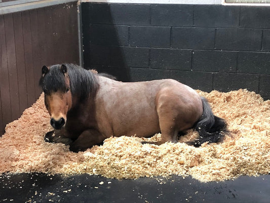 Laminitis and Flooding: No Match For Transformative Flooring