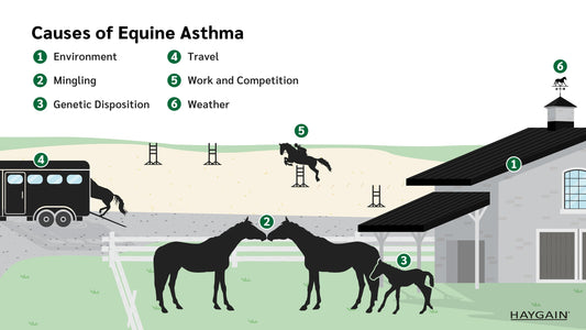 Equine Asthma Causes are Everywhere!
