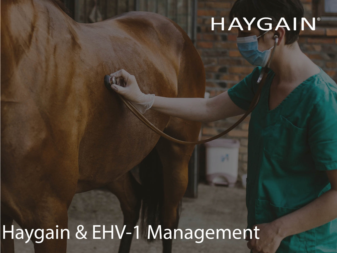 Haygain Helps with EHV-1 Precautionary & Management Measure