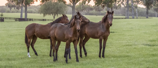 Feeding Youngstock