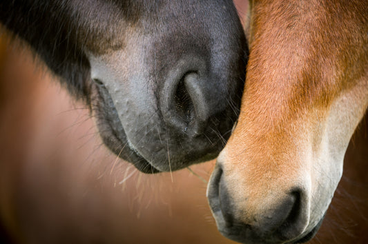 The importance of the horses respiratory system in health and performance - part 2