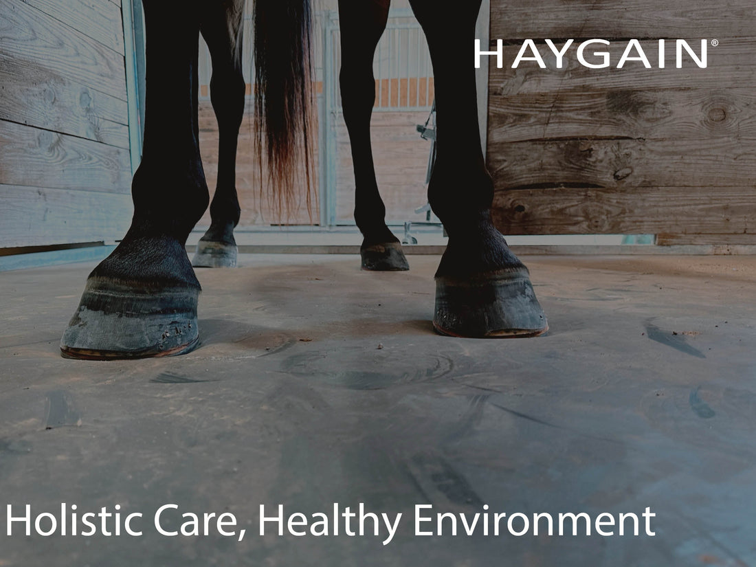 Holistic Horse Care Includes Holistic Approach to Equine Environment