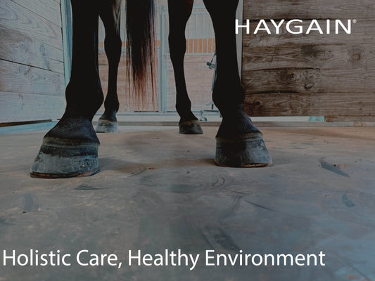 Holistic Horse Care Includes Holistic Approach to Equine Environment
