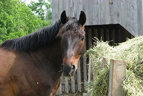 Do you need to steam hay if you are buying expensive high-quality hay?