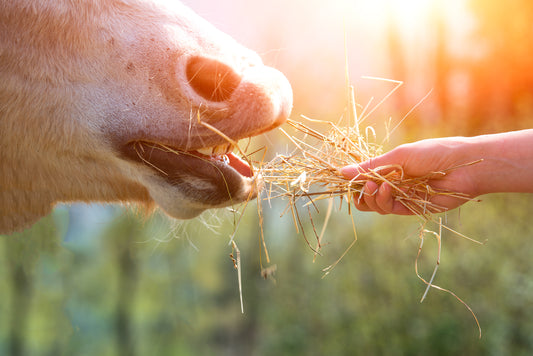 Why clean forage is important