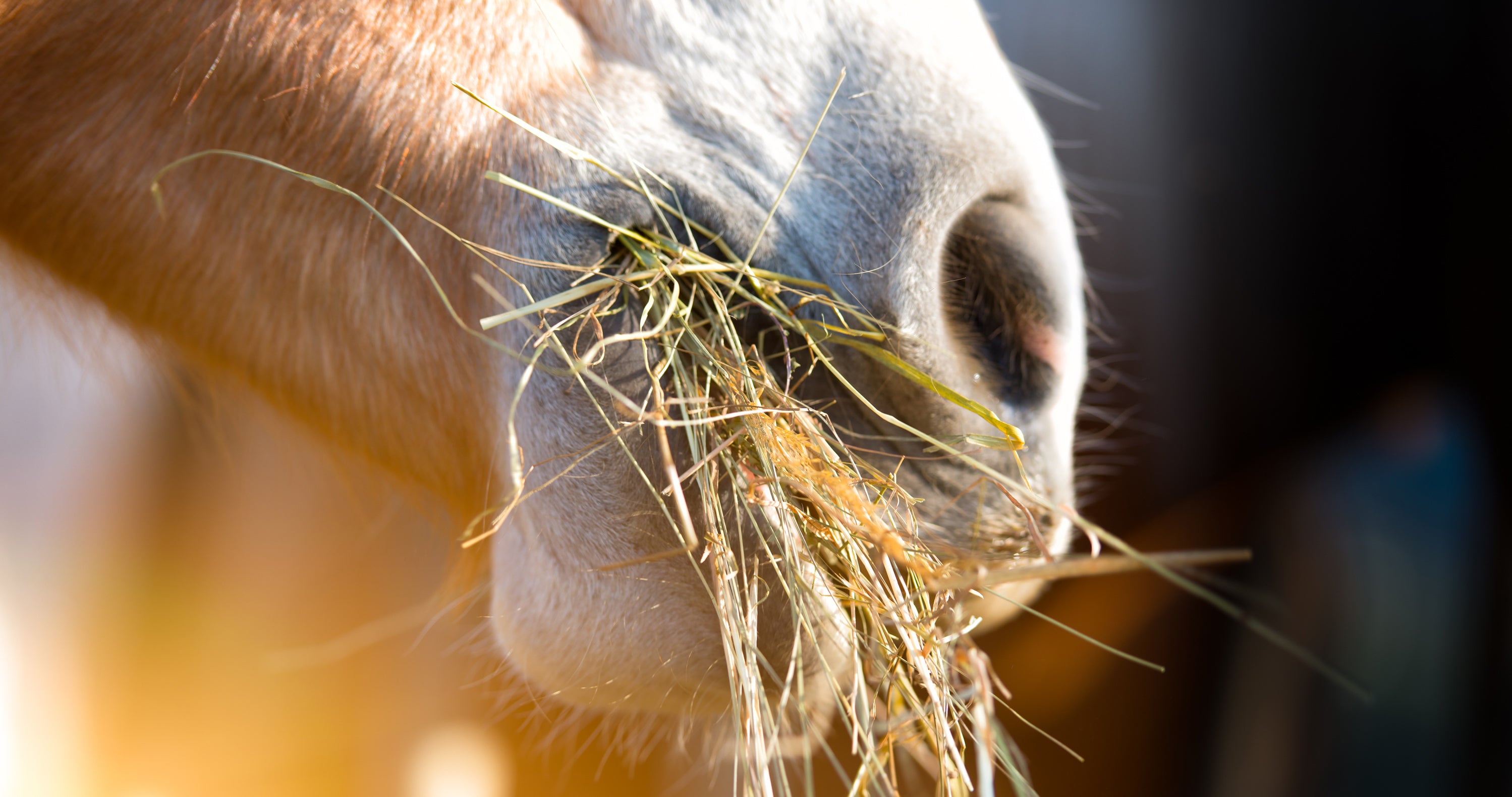 How does Haygain fit into a busy yard routine?