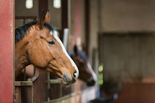 How to keep our horses happy and comfortable when they are stabled in the winter.