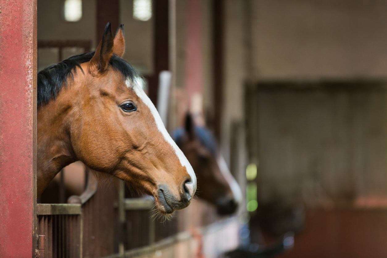 How to keep our horses happy and comfortable when they are stabled in the winter.