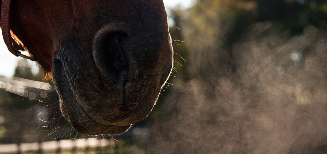 Severe Equine Asthma- how can current research help us understand the specific causes and pathophysiology?