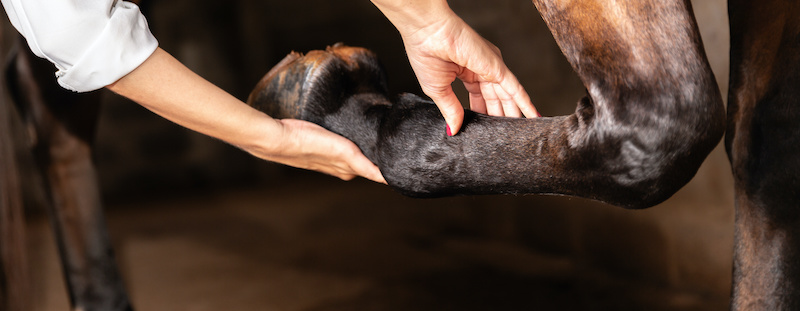 No Hoof, No Horse? Health management of the lower leg