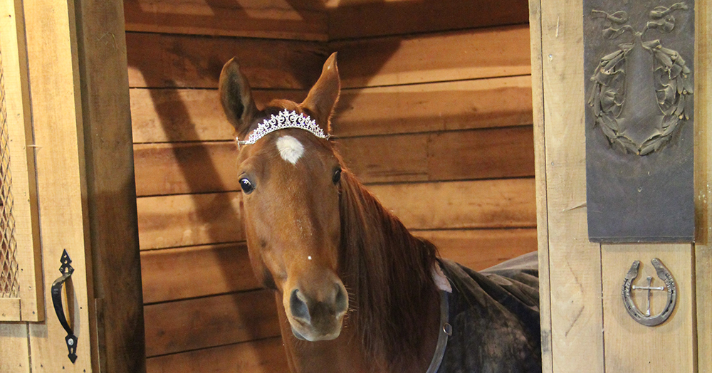 For this horse owner, steamed hay is a literal life saver