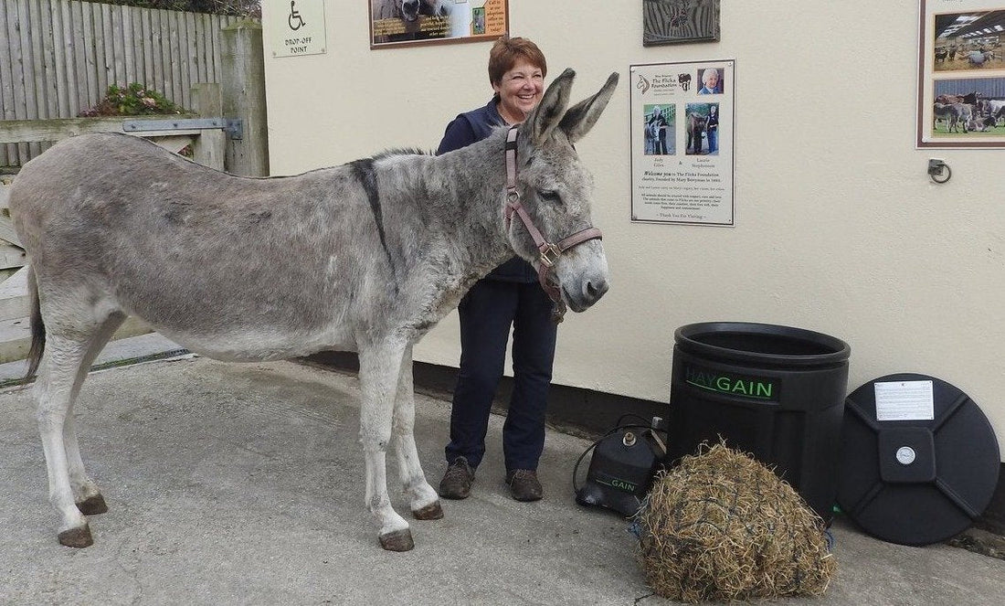 "Bray!" for Steamed Hay Says Elderly Donkey Near Death No More