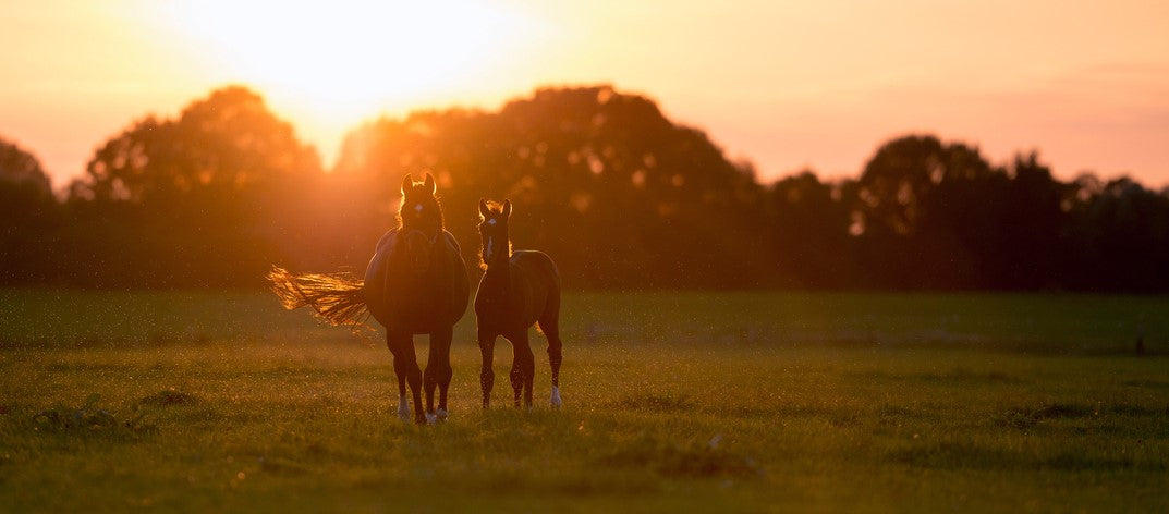 Some long-term impacts of foal management