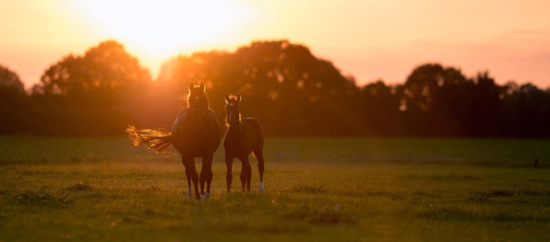 Some long-term impacts of foal management