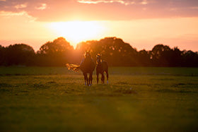 Heatwaves, Torrential Rain and Forage – A long Winter ahead?