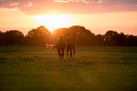 Heatwaves, Torrential Rain and Forage – A long Winter ahead?