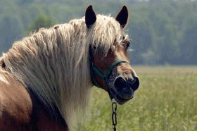 A look at carbohydrates in hay with the EMS horse in mind