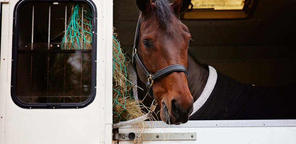 Shipping Fever In Horses