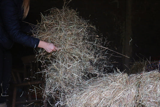 It’s not just horses at risk from hay…what about your lungs?!