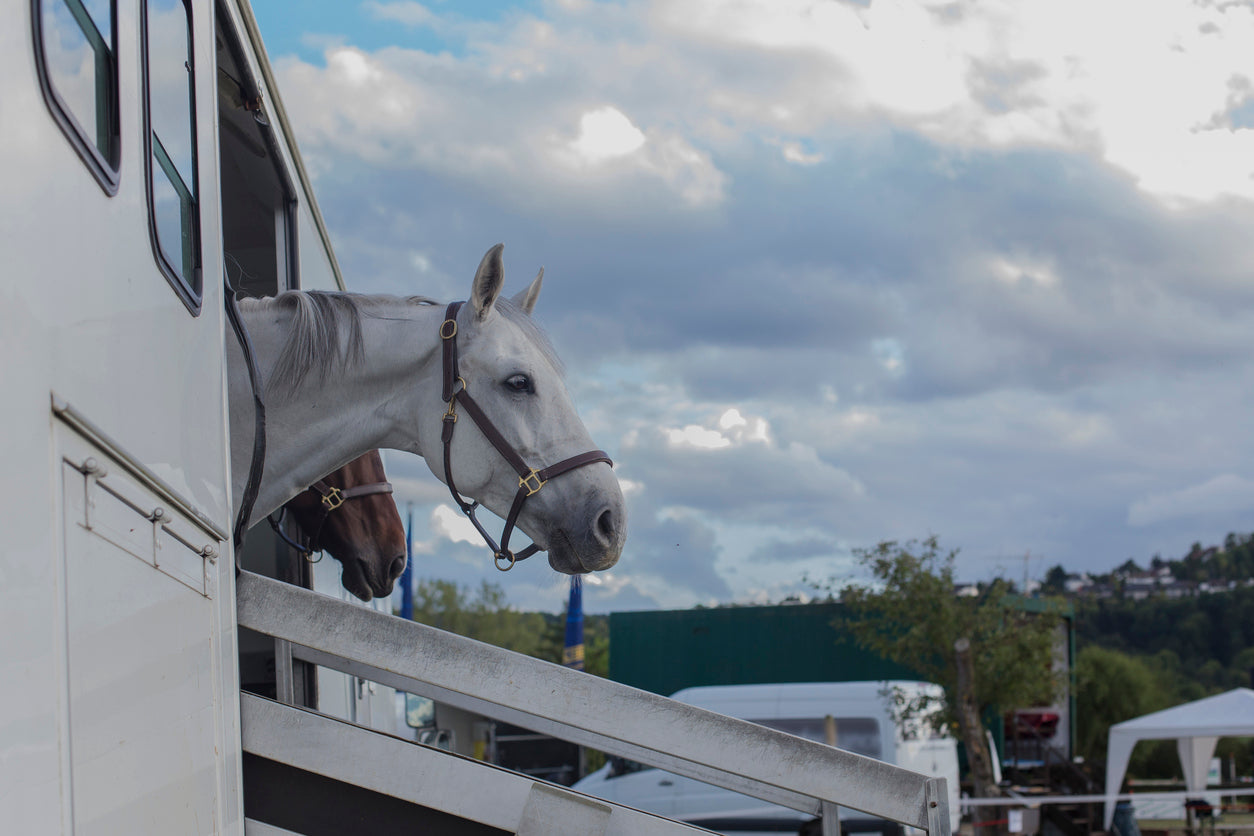 How can Haygain help to prevent gastric ulcers and colic – Part 3