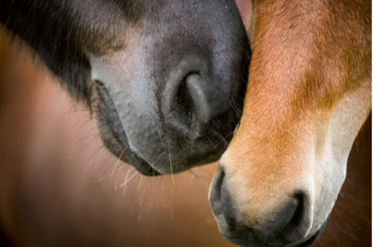 Horse suffering from Equine Asthma