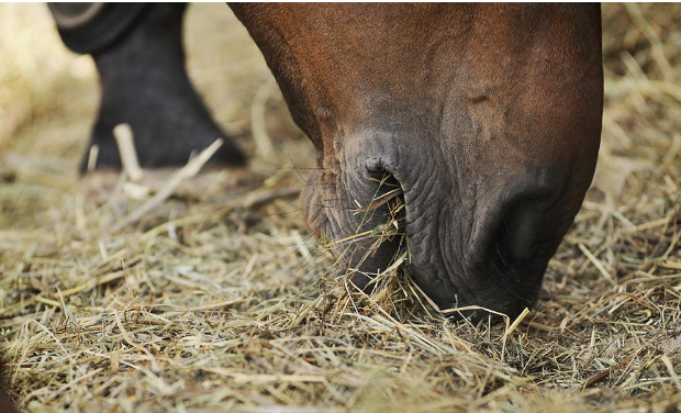 Legend, the Mustang with improved health through Haygain's hay steaming