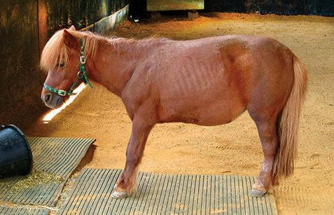Navigating the Intricacies of Laminitis: Causes, Types and Prevention