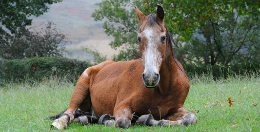 Senior horse enjoying nutritious steamed hay