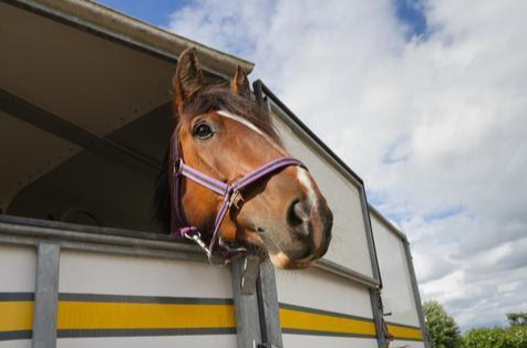 Horse prepared for long distance travel, potential risks of shipping fever
